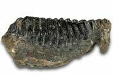 Southern Mammoth Lower M Molar - Hungary #298459-1